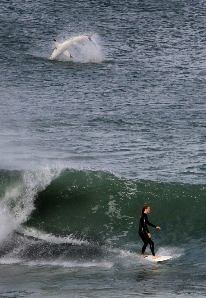 Amazing moment captured of shark jumping from the water while surfer rides the waves