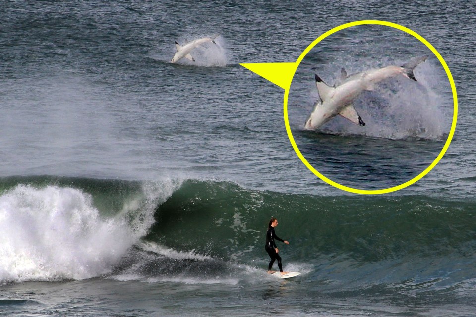 Jaw-some...The moment a great white shark appears in full view just metres away from surfer