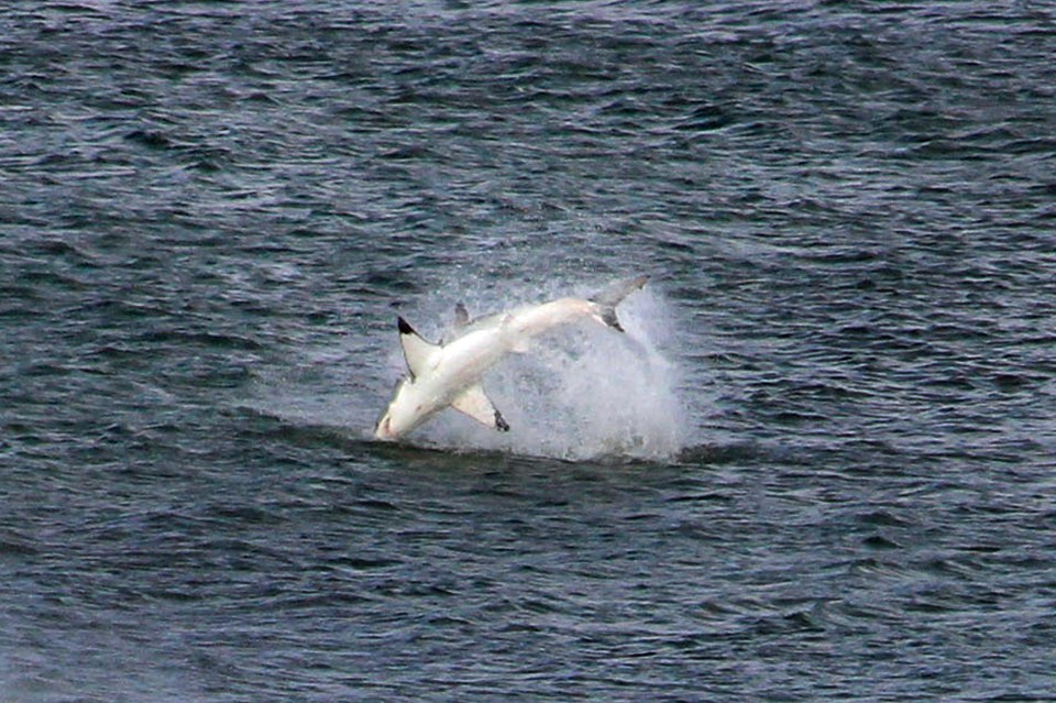 It is thought the 11-foot predator had been feeding in the water for up to an hour before the photo was taken 