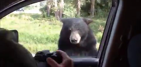 The bear approaches the car as the nervous children in the back seat start to voice their concerns about the giant beast