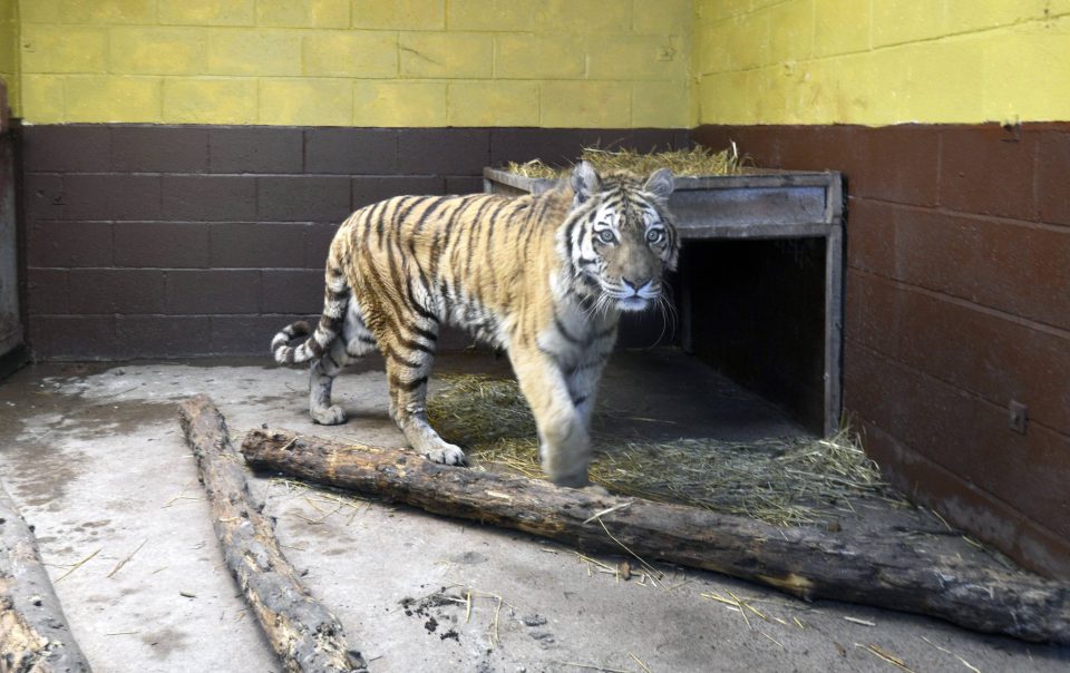 tiger 