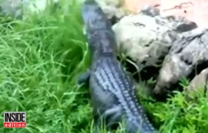 Shocking video shows worker poking alligator feet from guests riding Splash Mountain