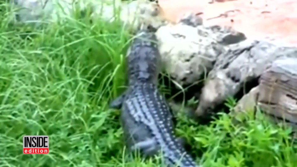 Several alligators have been spotted at Disney World in recent years