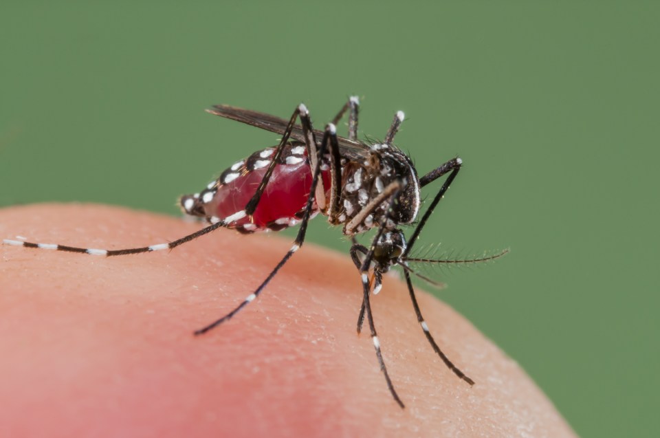 Biting mosquitoes thrive on warm, damp conditions