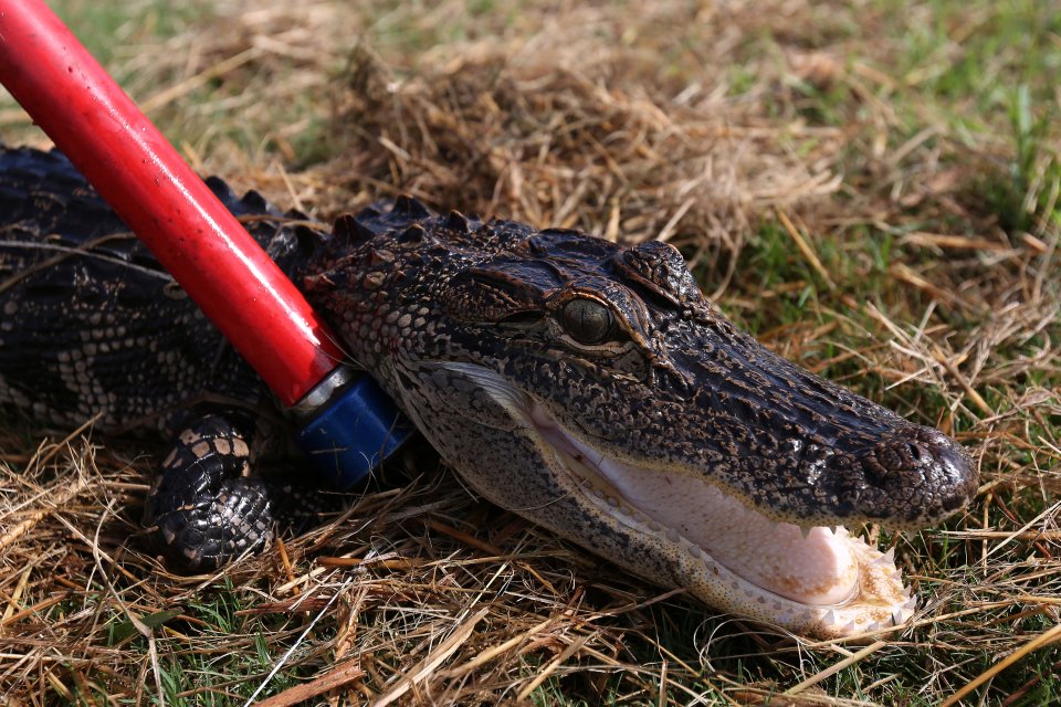 An alligator was spotted at an Orlando golf course a few days after Lane's tragic death