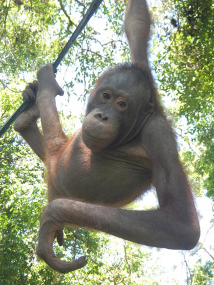 Bujing Orangutan rescue