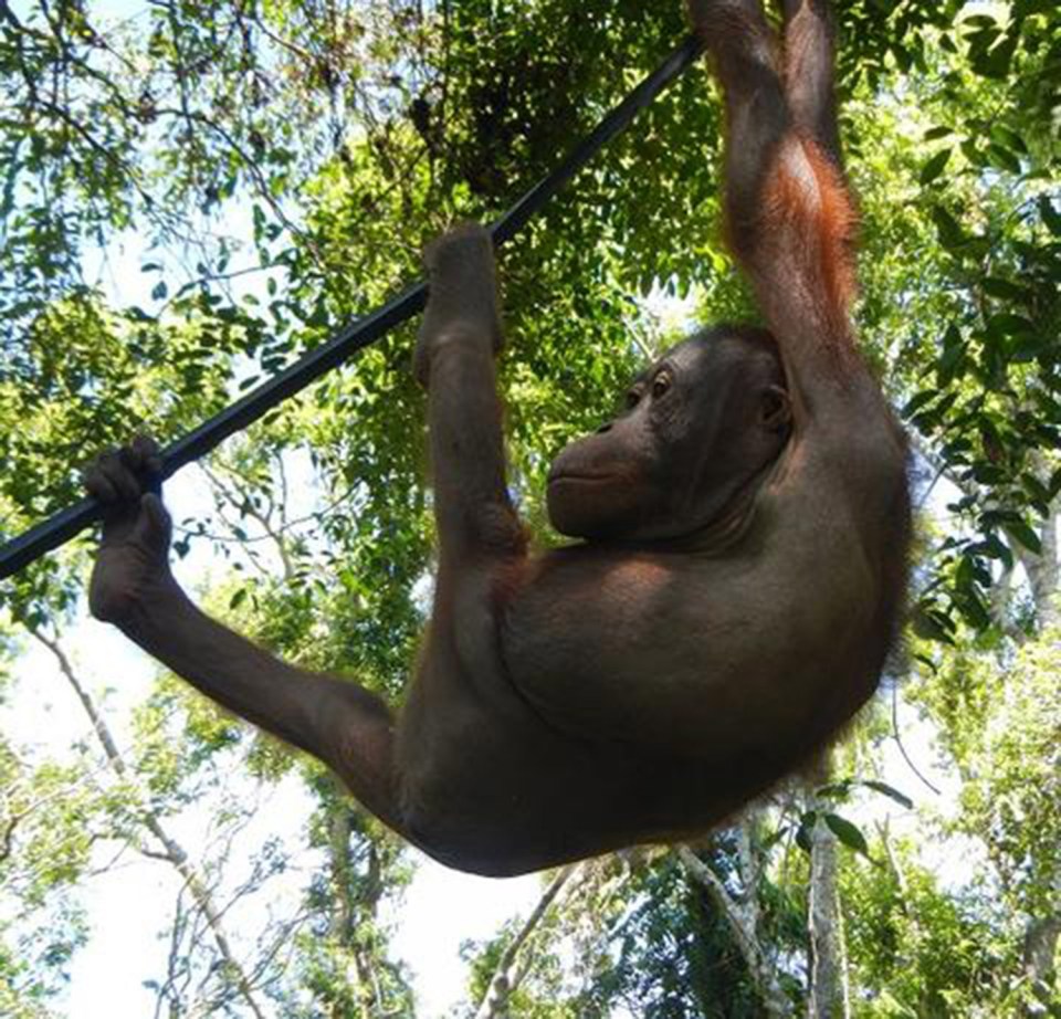 Bujing Orangutan rescue