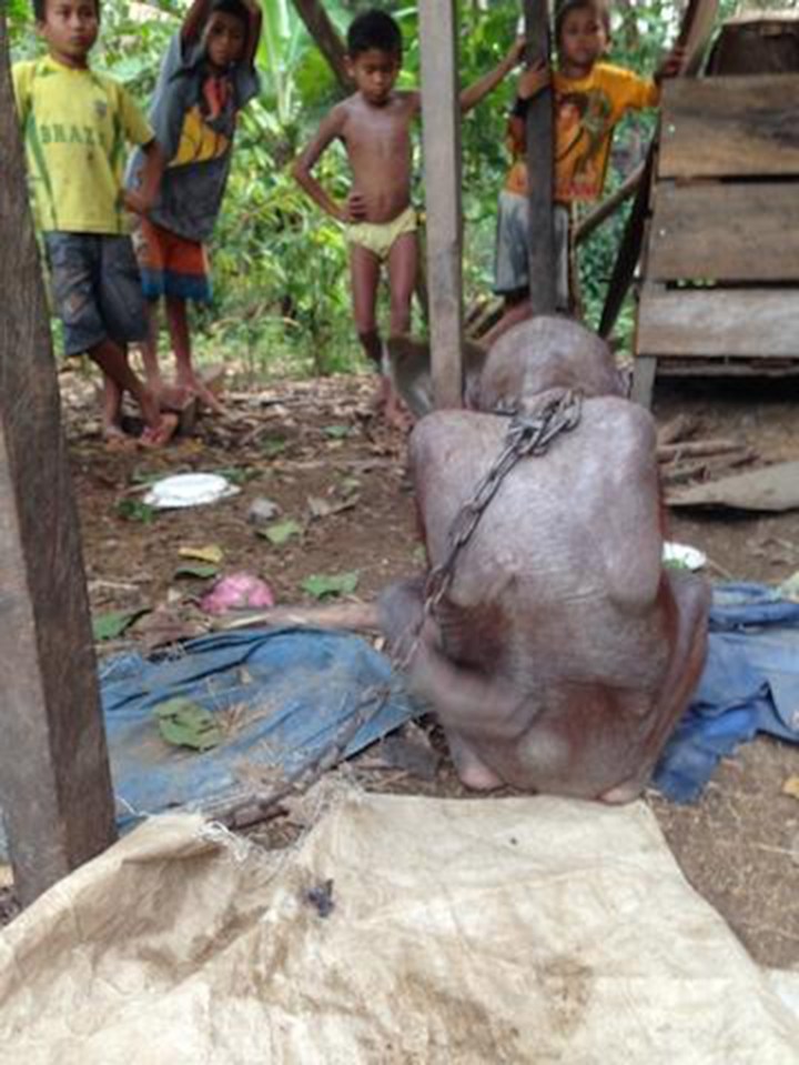 Bujing Orangutan rescue