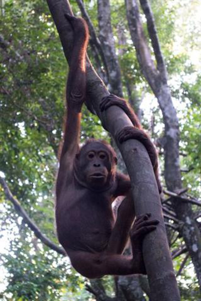 Bujing Orangutan rescue