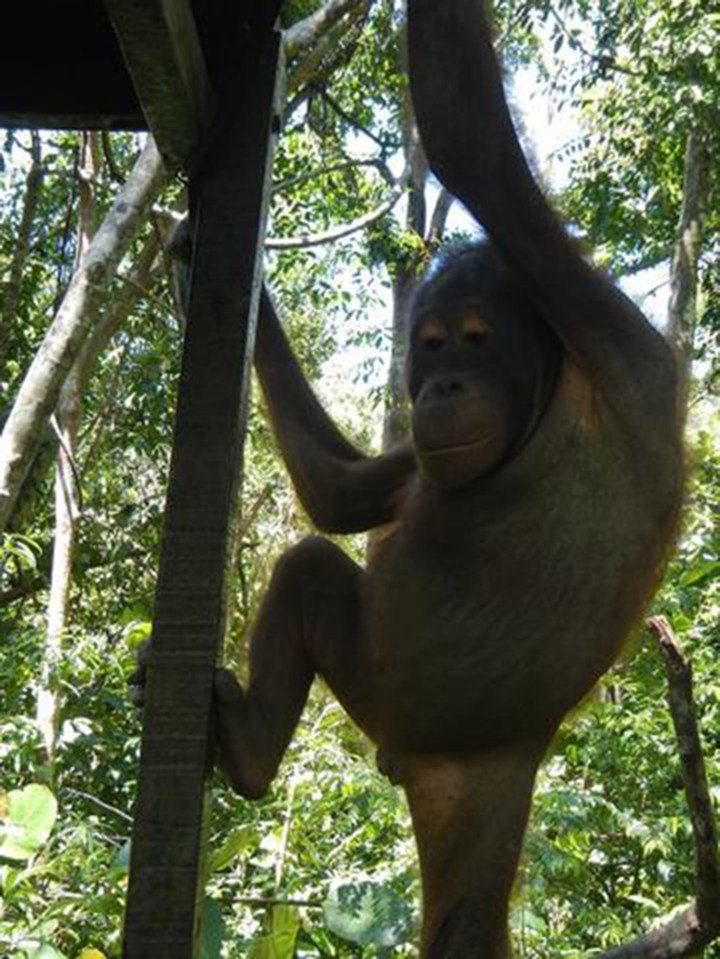 Bujing Orangutan rescue