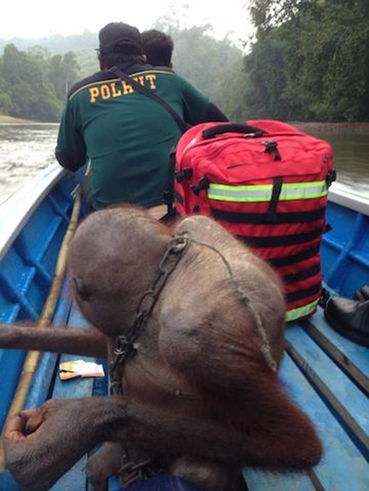 Bujing Orangutan rescue