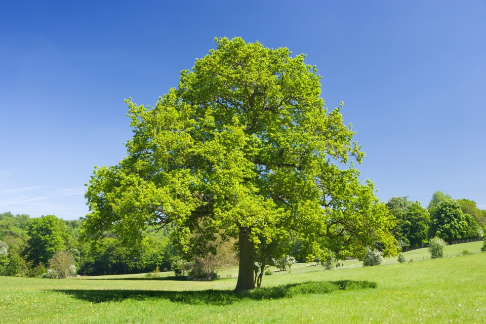 The mighty oak tree a symbol of...eh...sorry no idea