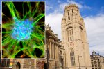 Neural Stem Cells Culture