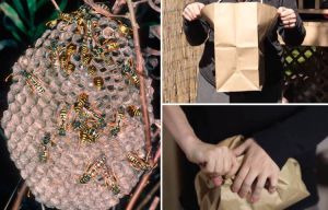 Fed up with wasps pestering you in your garden? This handy household hack will stop them in their tracks - for good