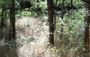 There’s a camouflaged armed soldier in this woodland scene – can you spot him before he moves?