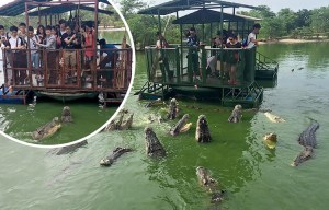 Shocking images show daredevil tourists balancing on raft as they dangle meat to crocs in Thailand