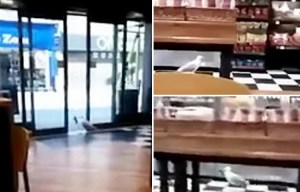 Hilarious moment a shoplifting seagull walks into a Greggs and steals a bag of crisps