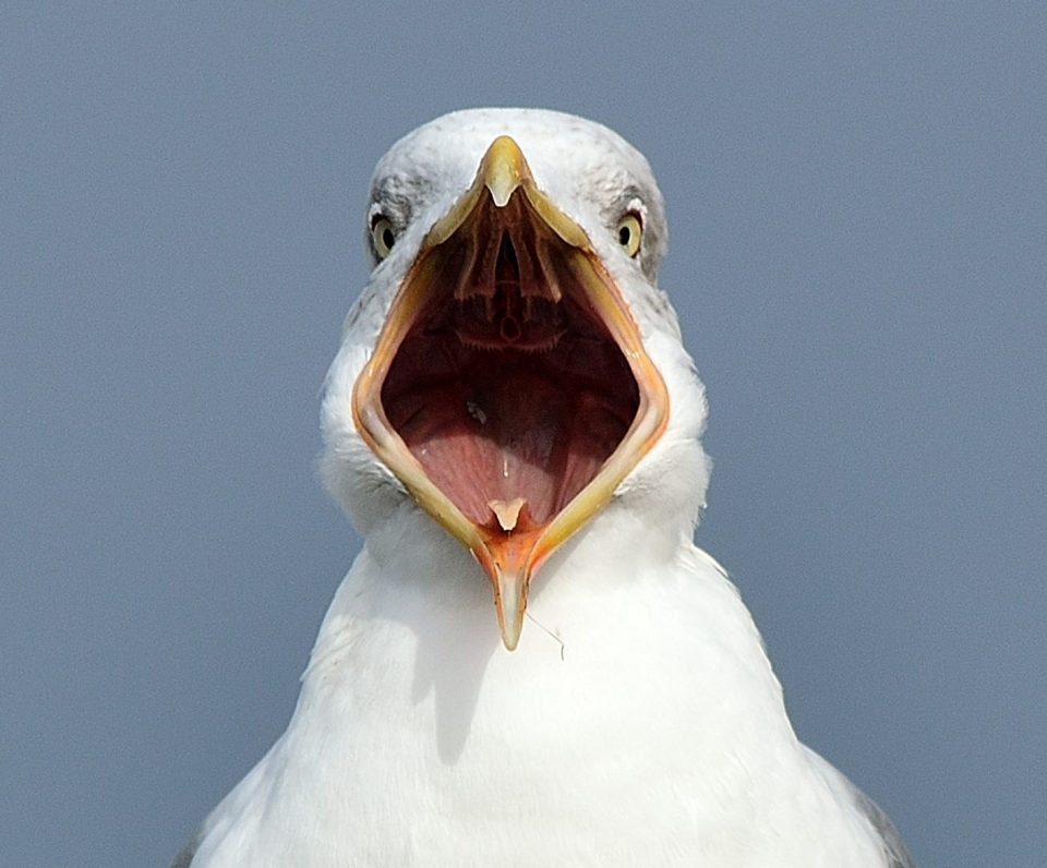 Seagulls will be in for a shock if they swoop down for food at Troon