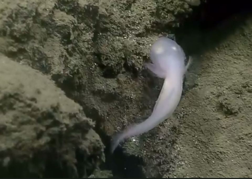 ghost fish