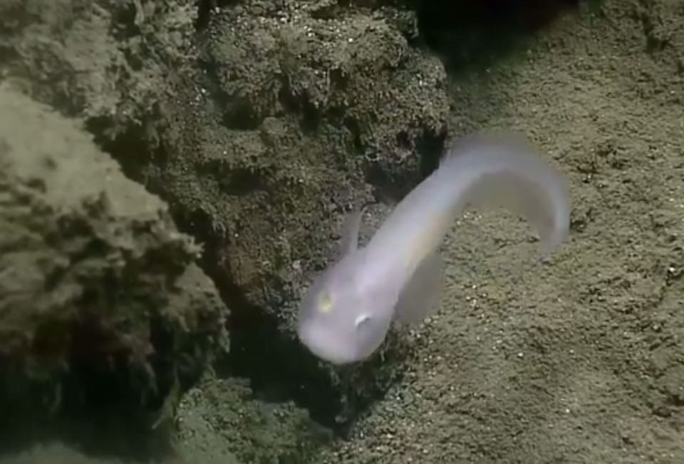 The bizarre beastie appears almost translucent 