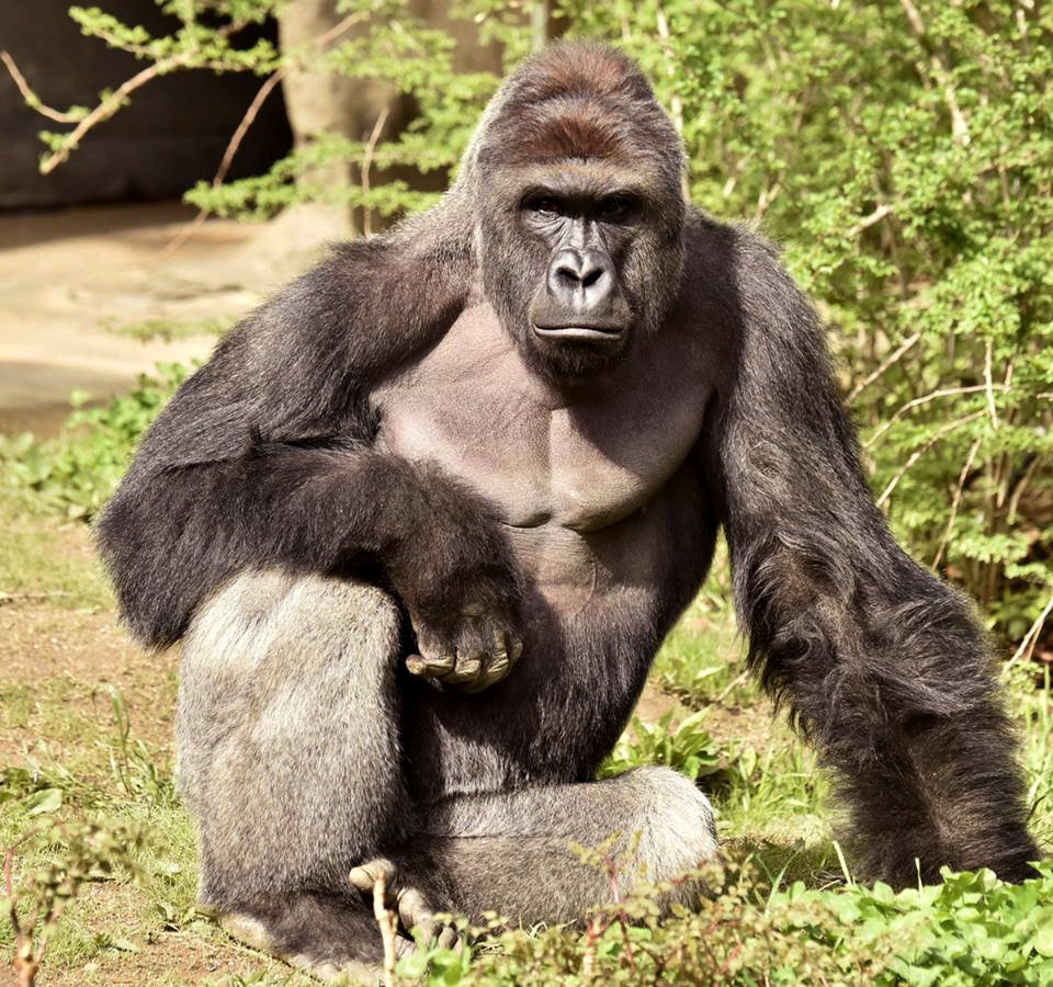 The portrait is now believed to reference Harambe the gorilla 