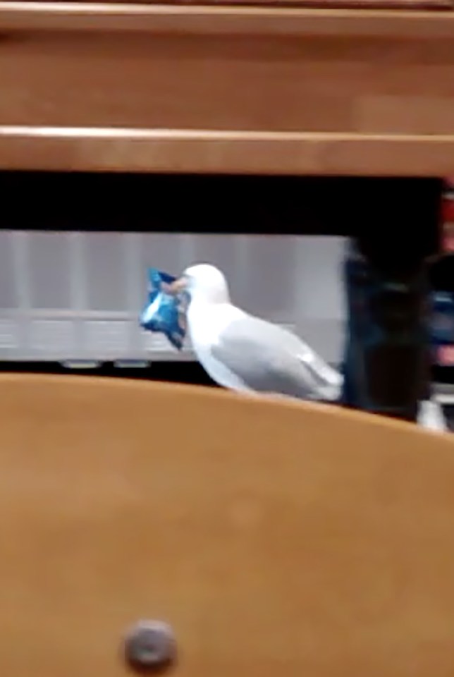 HILARIOUS MOMENT SEAGULL TRIGGERS AUTOMATIC DOORS AT GREGGS AND STEALS CRISPS