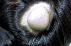 This is the stomach-churning moment a woman has a 10-year-old HEAD CYST removed