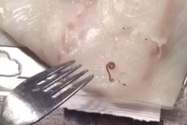worm