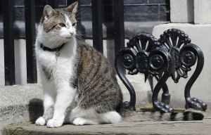 OAP's gift of flowers for Larry the cat sparks security fears by staff who refused to believe it was genuine