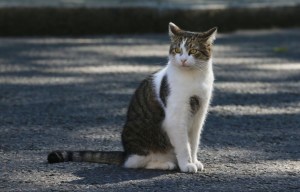 Larry the Downing Street cat back on duty after vet called in to treat his battle wounds