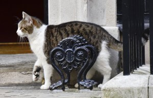 Could resident No10 cat also be chased out of Downing Street by Foreign Office rival?