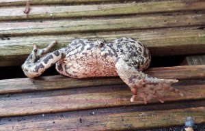 FAT TOAD TRAPPED IN DECKING