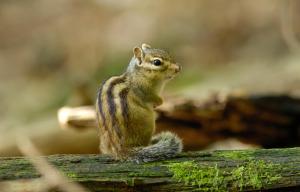 Brits travelling to France warned over rodents that spread PARALYSING infection