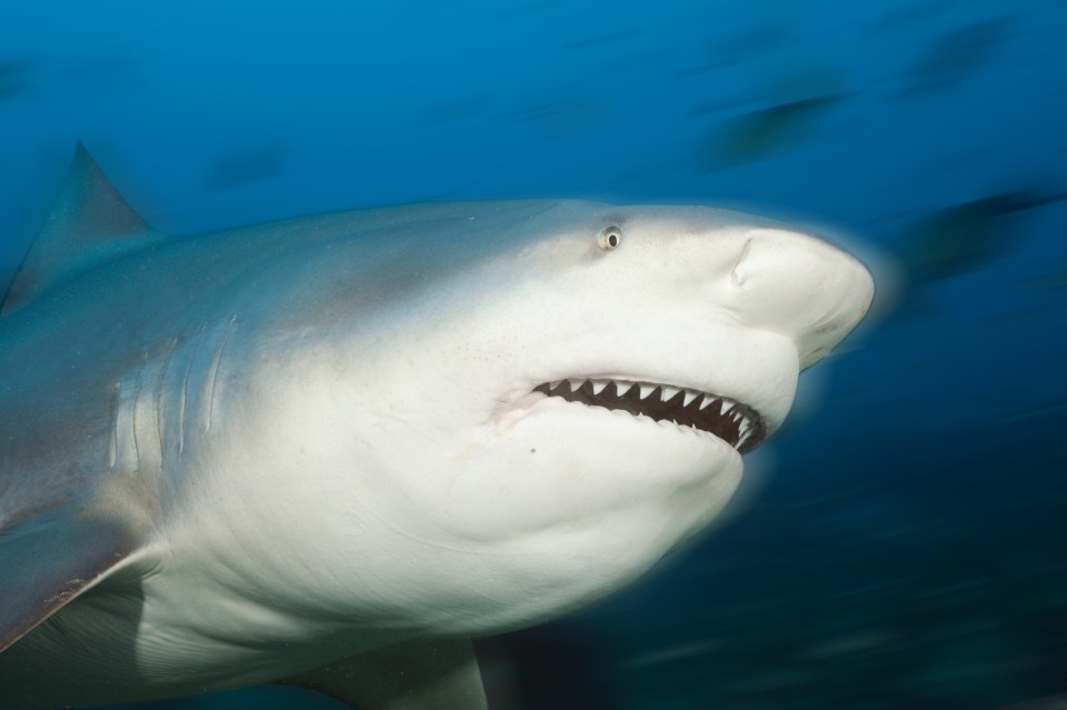 Bull sharks have been responsible for numerous deaths and attacks on humans 