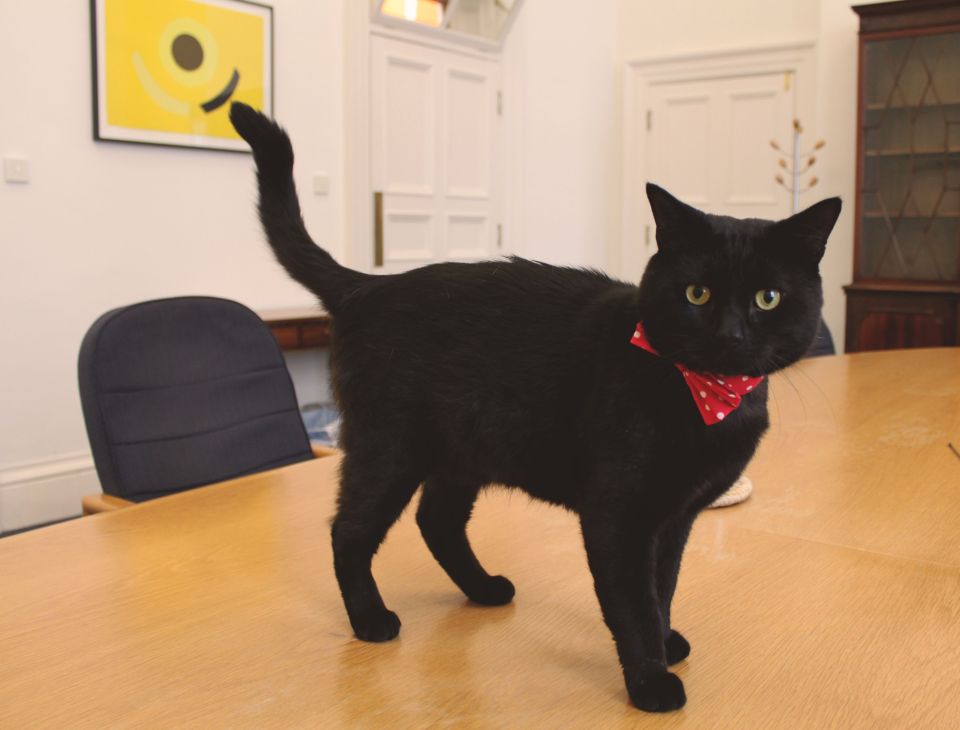 Gladstone the Cat