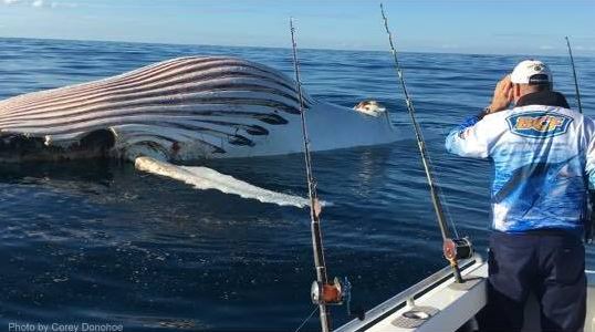 Father and son were out fishing when they spotted the beast
