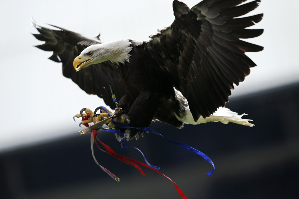 An eagle like the one seen at Crystal Palace games will ward off seagulls