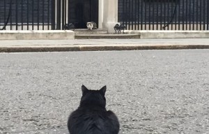 Foreign Office moggie in stand off with Larry at No10 as bid for power continues