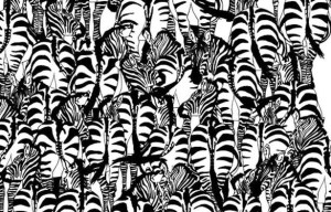 Believe it or not, there’s a badger lurking somewhere among these zebras - can you find it?