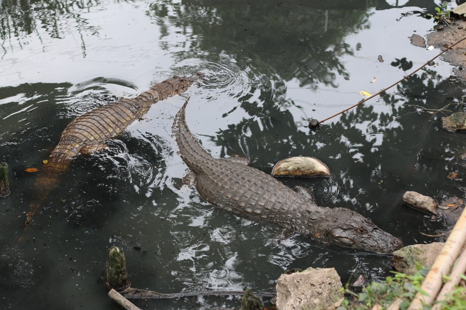 Alligators_live_in_dirty_and_polluted_waters_that_does_not_sustain_fish_life_-Â®_Robson_Coelho_Foco_News_Agency[1]