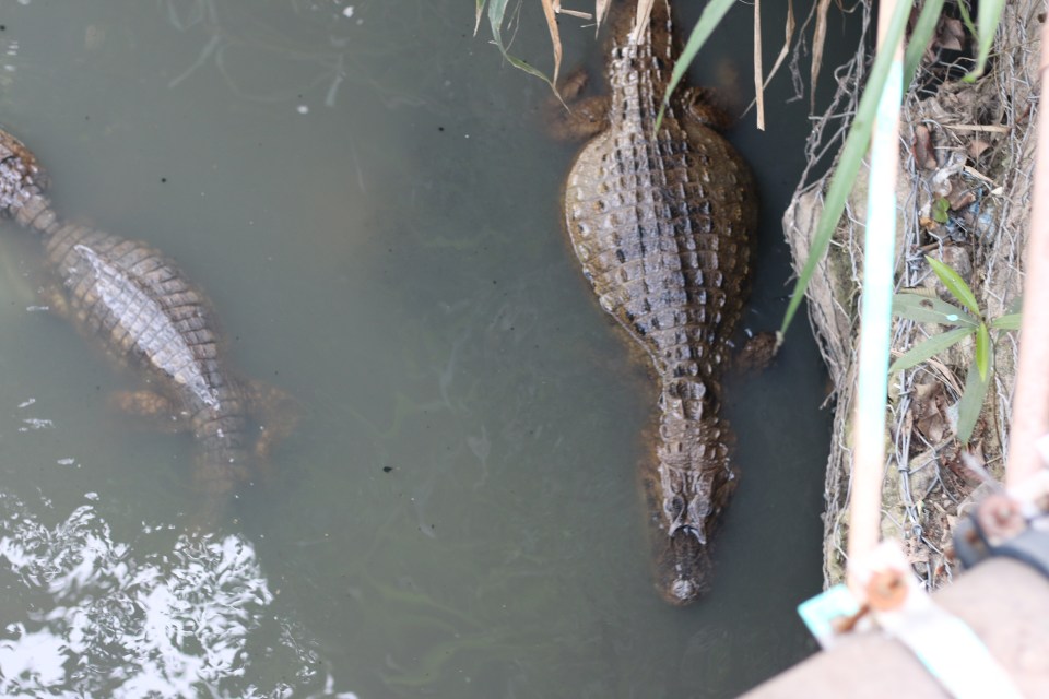 Alligators_live_right_next_to_people_in_a_stinking_sewage_river_in_Rio.__-Â®_Robson_Coelho_Foco_News_Agency_[1]