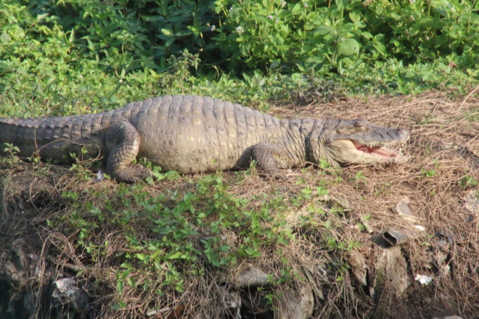 Alligators_live_right_next_to_residents_in_Rio_de_Janeiro._-Â®_Robson_Coelho_Foco_News_Agency[1]