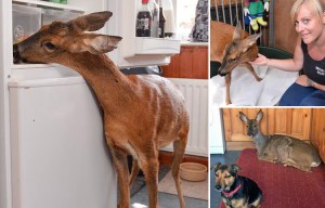 Rescued deer who think he is a DOG lives in a bungalow and has learned how to open the FRIDGE