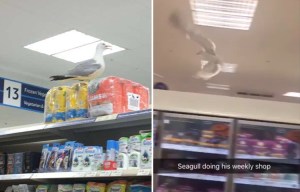 Tesco store evacuated after a SEAGULL flies in and attacks a customer