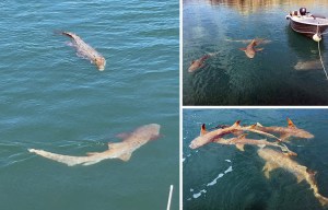 Terrifying moment group of sharks AND a massive saltwater crocodile surround boat