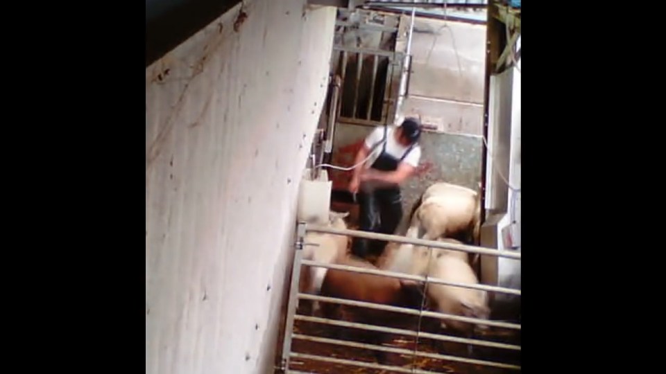 Cruel abattoir workers caught on secret camera kicking pigs and sheep 160823.00_00_12_20.Still005
