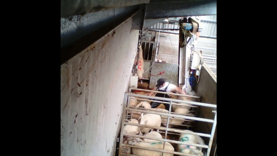 Cruel abattoir workers caught on secret camera kicking pigs and sheep 160823.00_00_26_16.Still014