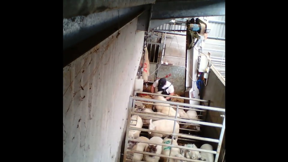 Cruel abattoir workers caught on secret camera kicking pigs and sheep 160823.00_00_28_10.Still015