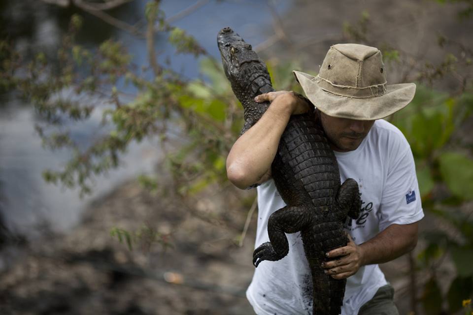 Dr_Ricardo_Freitas_Rio's_Alligator_expert_-_Facebook_picture[1]