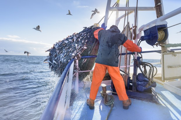 Fisherman emptying net full of fish into hold on trawler